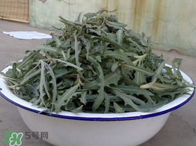 苦苦菜和蒲公英的區(qū)別 苦苦菜和蒲公英有什么區(qū)別？