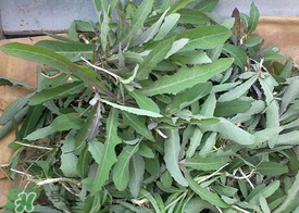 曲曲菜和花菜相克嗎？曲曲菜不能和花菜一起吃嗎？