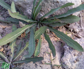 曲曲菜和花菜相克嗎？曲曲菜不能和花菜一起吃嗎？