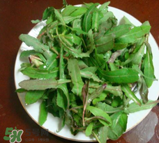 曲曲菜能炒雞蛋吃嗎？曲曲菜可以炒雞蛋嗎？