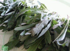 曲曲菜能炒雞蛋吃嗎？曲曲菜可以炒雞蛋嗎？