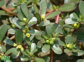 馬齒莧能治蕁麻疹嗎？馬齒莧可以治蕁麻疹嗎？