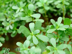 馬齒莧能治蕁麻疹嗎？馬齒莧可以治蕁麻疹嗎？