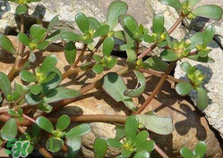 馬齒莧能治蕁麻疹嗎？馬齒莧可以治蕁麻疹嗎？