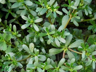 馬齒莧能治前列腺炎嗎？馬齒莧可以治前列腺炎嗎？