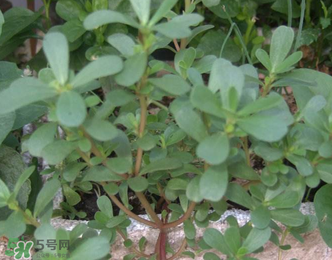 馬齒莧能治前列腺炎嗎？馬齒莧可以治前列腺炎嗎？