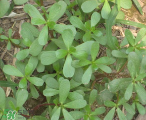 馬齒莧能治前列腺炎嗎？馬齒莧可以治前列腺炎嗎？