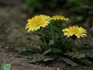 婆婆丁能和枸杞一起泡水喝嗎？婆婆丁枸杞泡水的功效