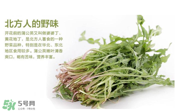 婆婆丁能和枸杞一起泡水喝嗎？婆婆丁枸杞泡水的功效