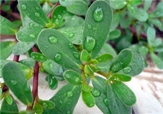 馬齒莧能治蕁麻疹嗎？馬齒莧可以治蕁麻疹嗎？