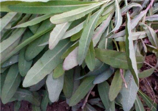 曲曲菜能炒雞蛋吃嗎？曲曲菜可以炒雞蛋嗎？