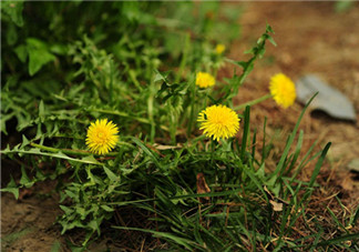 婆婆丁能和枸杞一起泡水喝嗎？婆婆丁枸杞泡水的功效