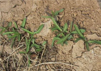 曲曲菜是苦菜嗎？曲曲菜和苦菜有什么區(qū)別？