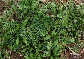 曲曲菜是蒲公英嗎？曲曲菜是不是蒲公英？