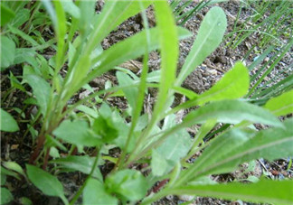 吃曲曲菜有什么好處？吃曲曲菜好嗎？