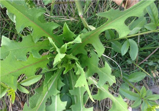 苦苦菜和蒲公英的區(qū)別 苦苦菜和蒲公英有什么區(qū)別？