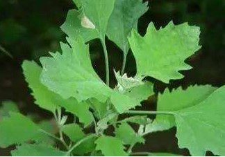 灰灰菜有什么功效？灰灰菜有什么營(yíng)養(yǎng)價(jià)值