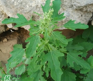 灰灰菜是什么樣子？灰灰菜圖片