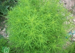 掃帚菜怎么吃？掃帚菜做法