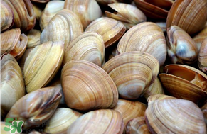花甲和文蛤哪個(gè)好吃？花甲和文蛤的區(qū)別