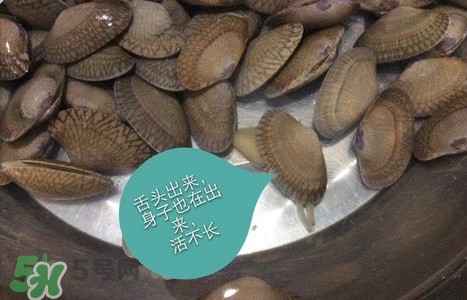 芒果螺怎么清洗？芒果螺怎么吃