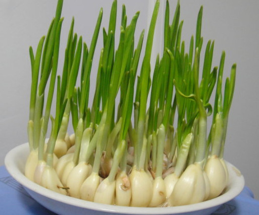 蒜苗是發(fā)物嗎？蒜苗是不是發(fā)物