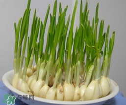 蒜苗屬于堿性食物嗎？蒜苗是酸性還是堿性