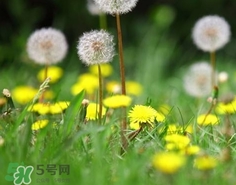 黃花地丁是蒲公英嗎?黃花地丁長(zhǎng)什么樣子? 黃花地丁是蒲公英嗎?黃花地丁長(zhǎng)什么樣子?