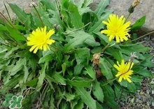 黃花地丁是蒲公英嗎?黃花地丁長(zhǎng)什么樣子? 黃花地丁是蒲公英嗎?黃花地丁長(zhǎng)什么樣子?