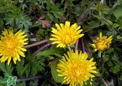 黃花地丁是蒲公英嗎?黃花地丁長(zhǎng)什么樣子? 黃花地丁是蒲公英嗎?黃花地丁長(zhǎng)什么樣子?