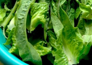 萵苣葉是油麥菜嗎？萵苣葉是不是油麥菜