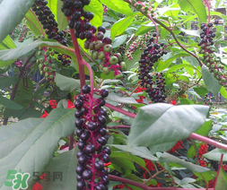 商陸可以吃嗎？商陸能不能吃？