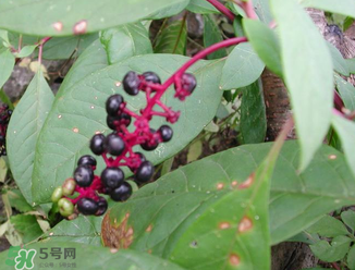 商陸可以吃嗎？商陸能不能吃？