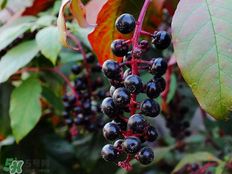 商陸可以吃嗎？商陸能不能吃？