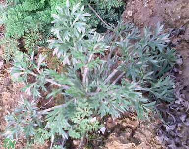 白蒿的食用禁忌 白蒿有什么食用禁忌？