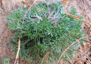 白蒿的食用禁忌 白蒿有什么食用禁忌？