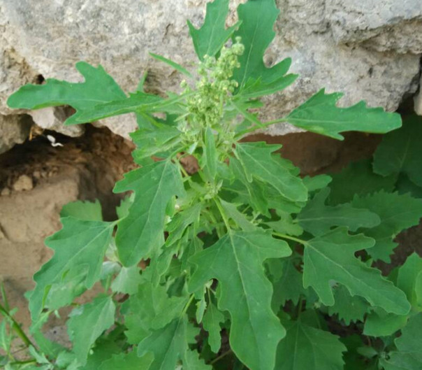 灰菜能生吃嗎？灰菜怎么做好吃