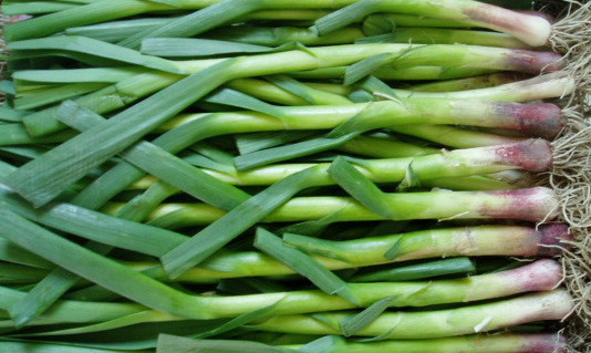 怎么種蒜苗？在家怎么種蒜苗