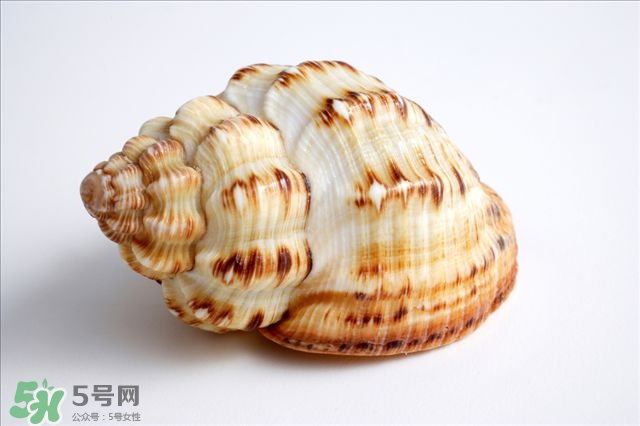 海螺的尾部能吃嗎？海螺的尾巴可以吃嗎