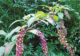 商陸可以吃嗎？商陸能不能吃？