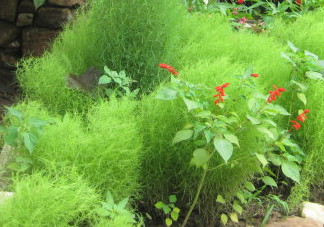 掃帚菜有什么功效？掃帚菜的功效與作用