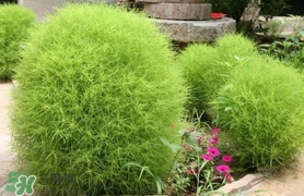 掃帚菜孕婦能吃嗎？孕婦可以吃掃帚菜嗎