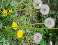 蒲公英泡水喝有什么副作用?蒲公英泡水喝的功效與作用 蒲公英泡水喝有什么副作用?蒲公英泡水喝的功效與作用