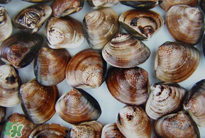 花甲和文蛤哪個(gè)好吃？花甲和文蛤的區(qū)別