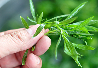 掃帚菜孕婦能吃嗎？孕婦可以吃掃帚菜嗎