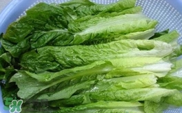 萵苣葉是什么？生菜是不是萵苣葉子