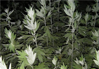 白蒿的食用禁忌 白蒿有什么食用禁忌？