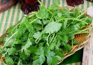 四月份可以種香菜嗎？四月份還能種香萊嗎？