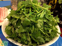 四月份可以種香菜嗎？四月份還能種香萊嗎？