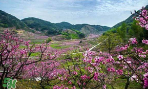 桃花醉酒好喝嗎？喝桃花醉酒有什么好處？
